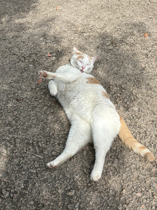 Best Cat Litter in the US (2025 Vet & Behaviourist Review): Arm & Hammer, Dr. Elsey’s, Tidy Cats, World’s Best & More