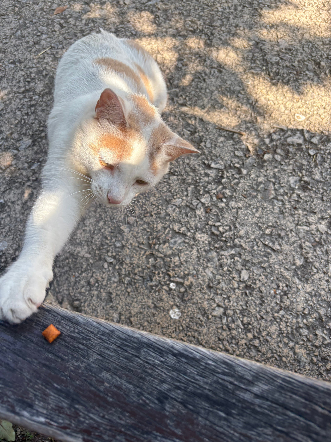 Comparing The Major & Popular Cat Foods 2025 Review - Best and Worst Cat Food