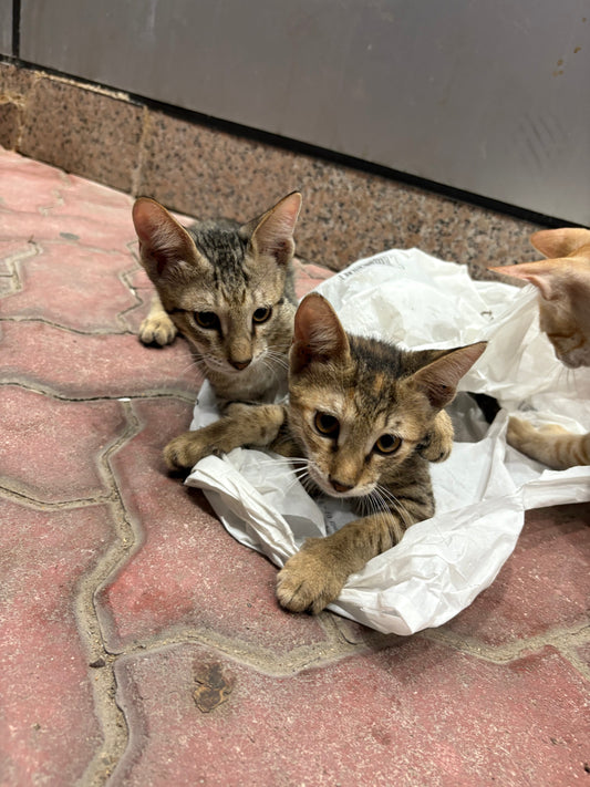 Why Do Cats Knead? 5 Reasons Why Cats Knead - Unraveling This Adorable Feline Mystery!