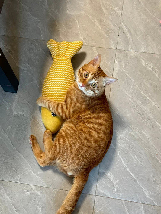 Why Are Orange Cats So… Crazy? Understanding Orange Cat Behaviour and Why They Get the Zoomies — A Cat Behaviourist’s Deep Dive