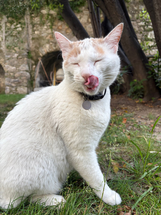 5 Clear Signs Your Cat Truly Trusts You: A Guide for Every Cat Parent!