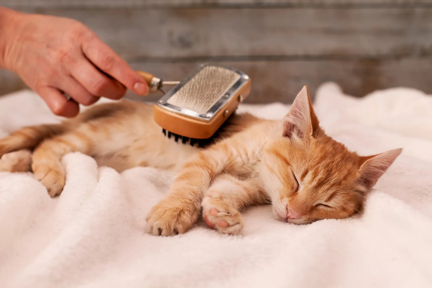 Cat Grooming & Healthcare