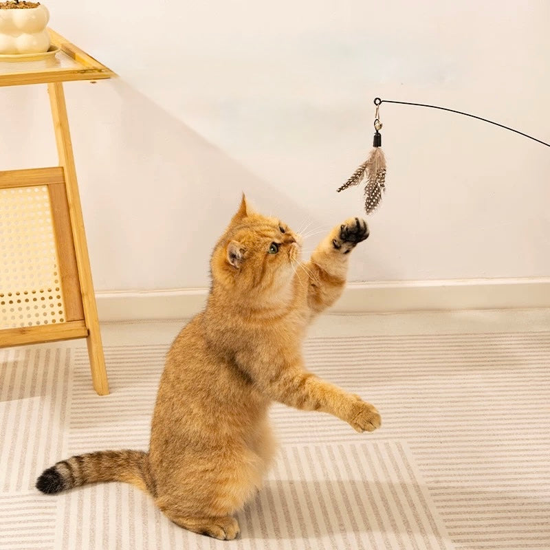 Cat Toys & Enrichment